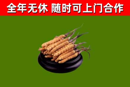 乐山烟酒回收冬虫夏草.jpg