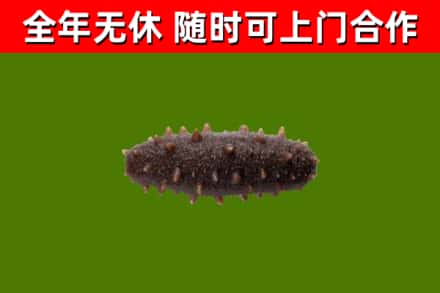 乐山回收海参干